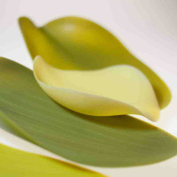 Seasons plate set, Covo