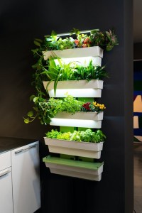 Hedera di Hikari, design Anna e Gianfranco Gasparini